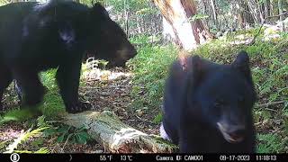 Bears and 3 cubs at Quonquont Farm