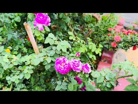 السلام عليكم ورحمة و بركأته صبح زيبايتان بخير