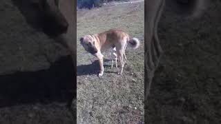 Kangal in Kuzu ya gösterdiği yakınlığa  bak