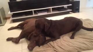 Gaia Lambendo Orelha Mae