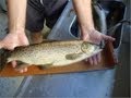 How to Fillet Brown Trout - Kadandy Cottage Lake Brunner New Zealand
