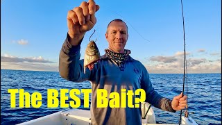 FISHING with Fresh Local BAIT