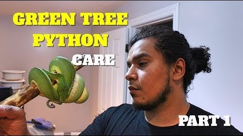 Green Tree Python Care !! How To Set Up A Green Tree Python Enclosure