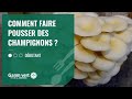 [TUTO] Comment faire pousser des champignons bio ?  - Jardinerie Gamm vert