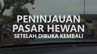 PENINJAUAN PASAR HEWAN, SETELAH DIBUKA KEMBALI