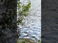 Beaver's perfect swimming technique #wildlife #shorts #animals