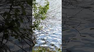 Beaver's perfect swimming technique #wildlife #shorts #animals