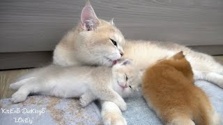 The mother cat gently and carefully bathes each of the kittens || Daily of Mom cat.