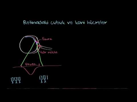 Göz Çukurunda Işık Alıcılarının Dağılımı (Sinir Sistemi Fizyolojisi) (Psikoloji / Çevreyi Algılama)