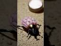 Spotted deep in a cave, the Petalback Beetle looks like a dessert that learned to crawl.