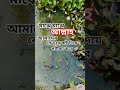 মাঝে মাঝে আল্লাহ আমাদের  কে দুঃখ কষ্ট দিয়ে  পরীক্ষা করে 🤲🤲🤲🤲🤲