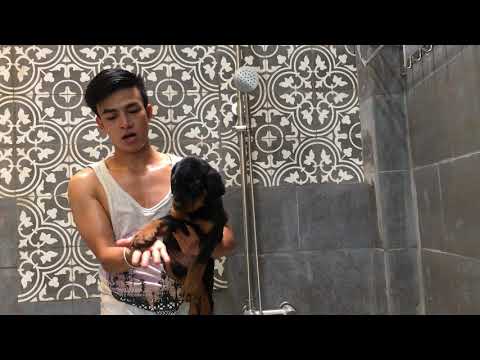 Mua bán chó Rottweiler con thuần chủng tại Biên Hòa số dt: 0986006465