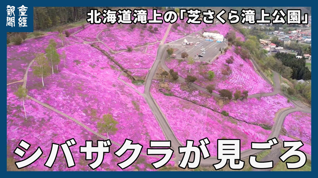 Moss Phlox Blankets Hokkaido Park in One of Japan's Largest Floral