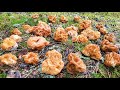 Первые весенние грибы.Сморчки полезли массово.Сбор грибов в Калужской области.