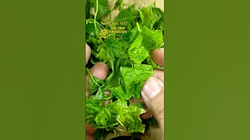 Cây nhãn lồng giúp ngủ ngon. Làm mát cơ thể ổn định tim mạch rất hay #baithuocdangian