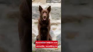 Australian Kelpie Dog facts #australiankelpie #animals #facts #pets #dog #kelpie