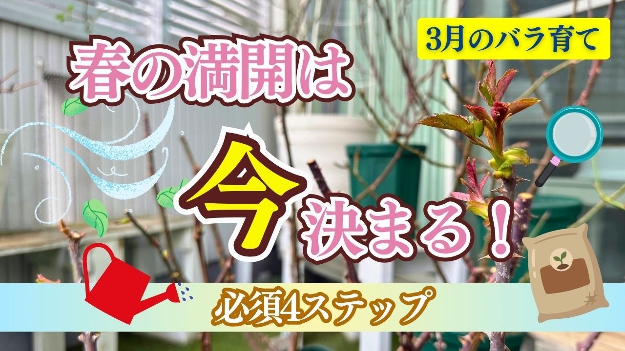 【春の満開はここで決まる！】無農薬バラを咲かせる「3月のお手入れ」4つの基本。