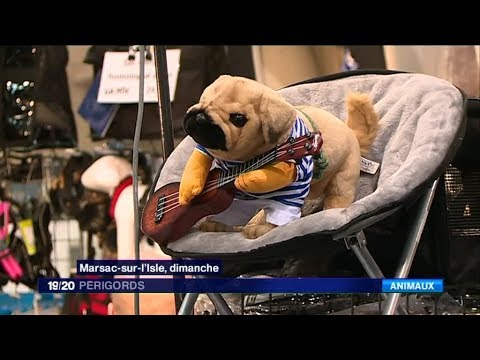 Le marché des accessoires et vêtements pour animaux au salon animalier de Périgueux