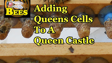 Adding Queen Cells To Queen Castle (Raising Queen Bees)