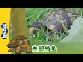 [4K] 认识动物 -  (Meet the Animals - Eastern Box Turtle ) | 童話故事 | 动物 | Animals | Little Fox Chinese