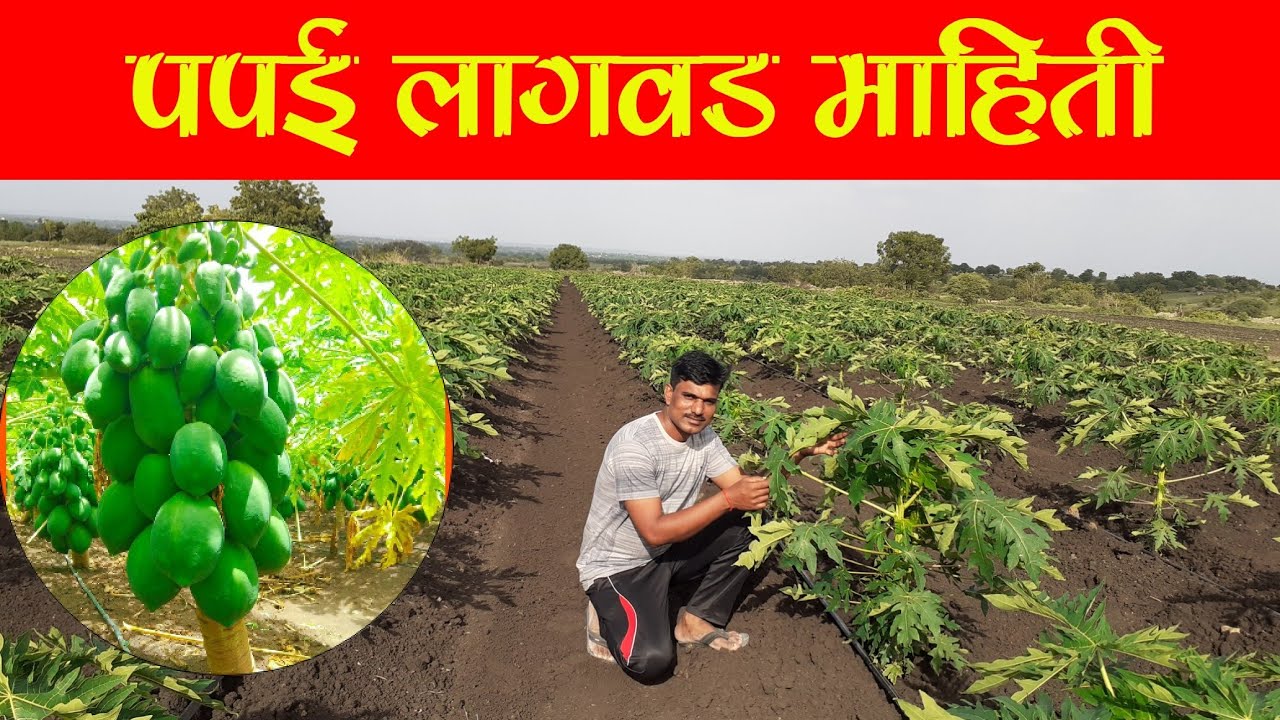 पपई लागवड माहिती | वाण, खत, पाणी नफा तोटा | papai lagvad