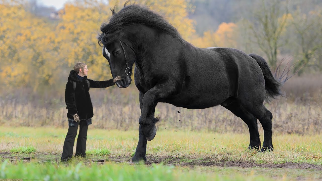 black ardennes horse