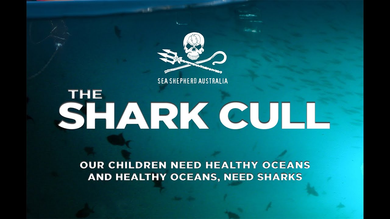 The Shark Cull 