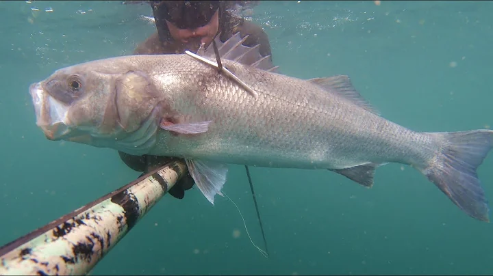 2021 Spearfishing Review