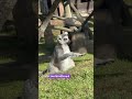 На какие категории делятся пенсионеры #юмор #животные