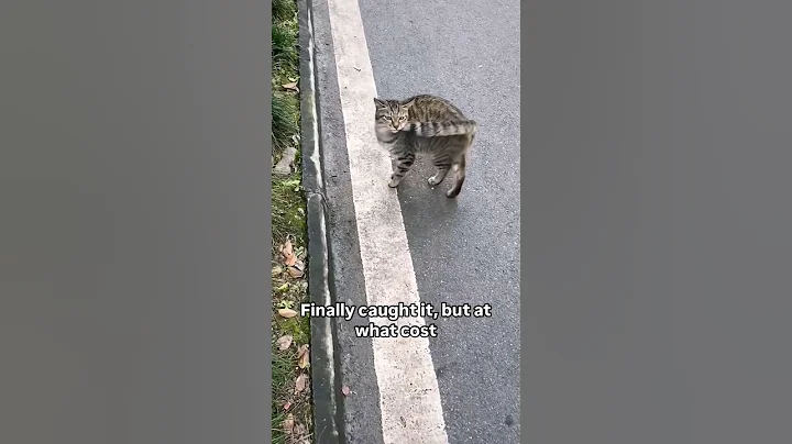 Video 7148931: pets cute animals dogs, cat funny cute animals