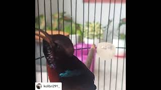 pancingan burung kolibri kelapa Midah ampuh