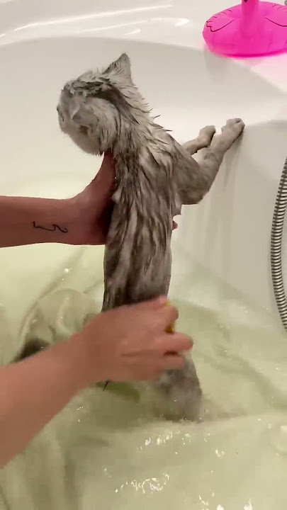 Kisa takes a bath for the first time🧼