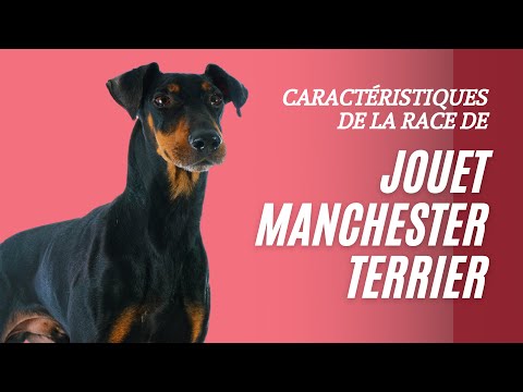 Vidéo: Jouet De Race De Chien Manchester Terrier Hypoallergénique, Santé Et Durée De Vie