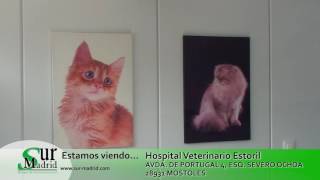 Reportaje Hospital Veterinario Estoril 2