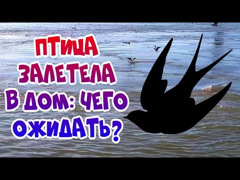 Птица залетела в дом: что это значит?