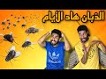 الذبان هاد الأيام