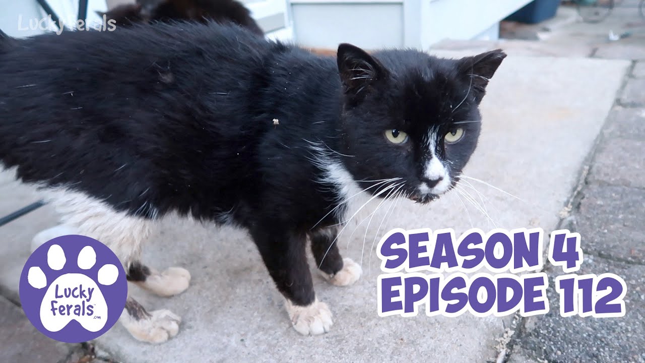 Playing With The Cats, Brushing The Cats, Feral Cat Shelter Updates