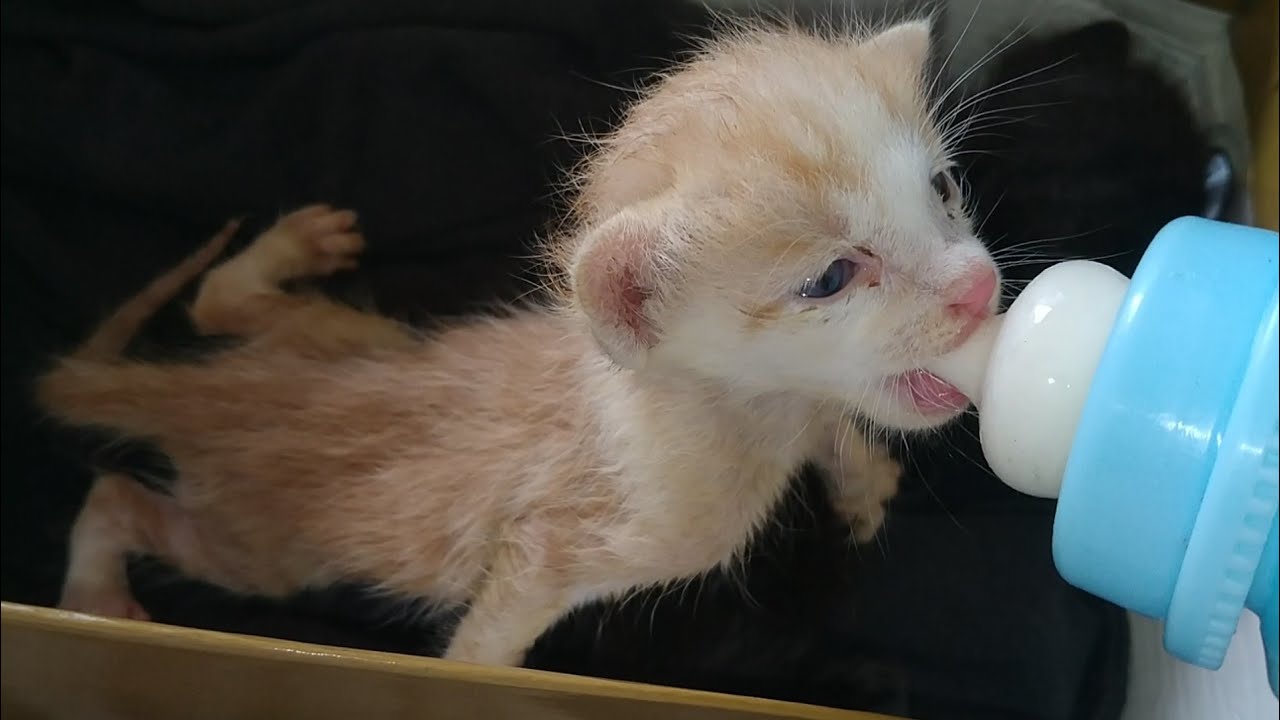 2 Starving Kittens Rescued — One Kitten Has Leg Wound & Urgently Needs a Nursing Mother