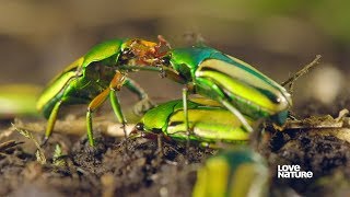 Insect Mating - Everything You Need to Know | Love Nature