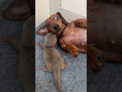 Baby otter adopted