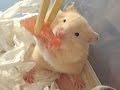 かわいい子には まぐろをあげろ