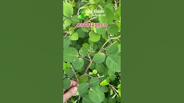 Kim Tiền Thảo - "Khắc Tinh" Của Sỏi Thận, Sỏi Mật