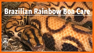 My Brazilian Rainbow Boas and How I Keep Them - Vlog #7