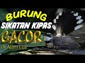Burung Sikatan Kipas Gacor Di Alam Liar Wildlife Mp3 - Mp4 Download