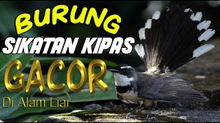 BURUNG SIKATAN KIPAS GACOR DI ALAM LIAR | WILDLIFE