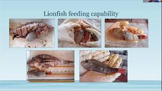 Conservation Conversations: Friday, April 10, 2020. Topic: Lionfish.
Lionfish: What are they, their affects, and how can we get rid of them? Presented by Ana Zangroniz, Florida Sea Grant Extension Agent, UF/IFAS Extension, Miami-Dade County.
Conservation Conversations is a collaboration between UF/IFAS Extension, Florida Sea Grant, and Miami-Dade County Eco Adventures. #invasivespecies #lionfish #scuba Conservation Conversations: Friday, April 10, 2020. Topic: Lionfish.