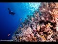 قمة في الروعة ! لقطات من أعماق البحر الاحمر - مصر 2016 Red Sea beauty