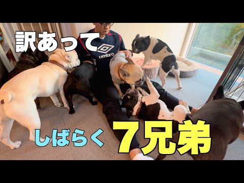 ええーついに7兄弟に⁉訳あってしばらくもう1頭増える生活です💦