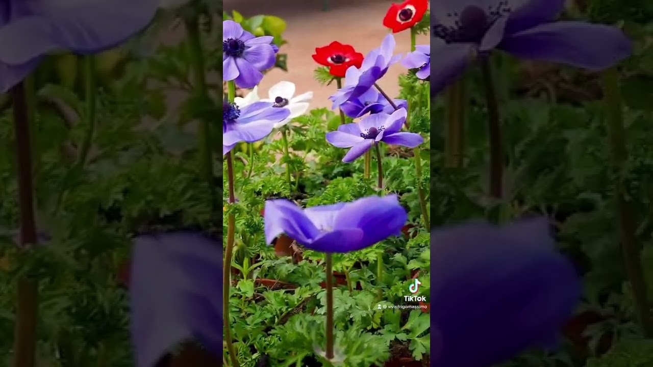 Fall in love with beautiful Anemone 🤍 