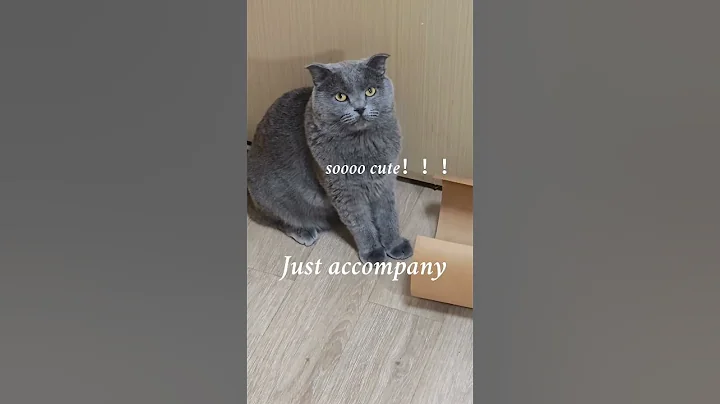 Video 11262521: catlovers catlife pet, cats catlover catlife